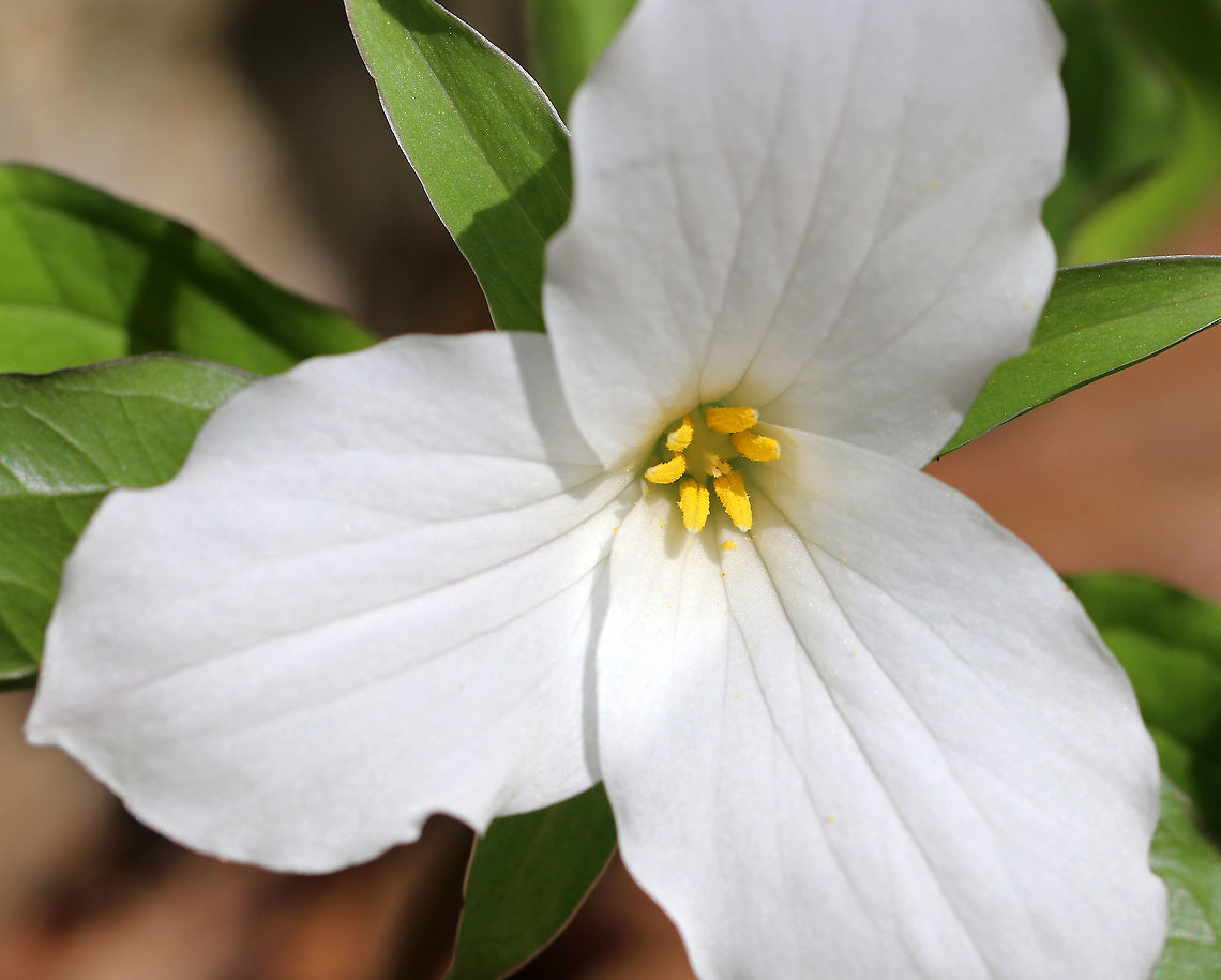 Great White Trillium White flowers with three petals that rise above a whorl of three, leaf-like bracts. Great White Trillium is a spring ephemeral, whose life cycle is synchronized with the forest in which it lives. <br />
<br />
<figure class="photo"><a href="https://www.jungledragon.com/image/60723/great_white_trillium_-_trillium_grandiflorum.html" title="Great White Trillium - Trillium Grandiflorum"><img src="https://s3.amazonaws.com/media.jungledragon.com/images/3232/60723_thumb.jpg?AWSAccessKeyId=05GMT0V3GWVNE7GGM1R2&Expires=1770854410&Signature=f0mRBK%2B0TelBqkHjBzwVo6vK%2Bjw%3D" width="120" height="152" alt="Great White Trillium - Trillium Grandiflorum White flowers with three petals that rise above a whorl of three, leaf-like bracts. Great White Trillium is a spring ephemeral, whose life cycle is synchronized with the forest in which it lives. <br />
<br />
https://www.jungledragon.com/image/60722/great_white_trillium.html Geotagged,Great white trillium,Spring,Trillium grandiflorum,United States,trillium" /></a></figure> Geotagged,Great White Trillium,Great white trillium,Spring,Trillium grandiflorum,United States,trillium
