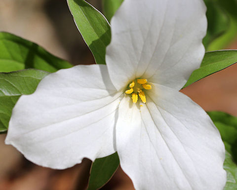 Great White Trillium White flowers with three petals that rise above a whorl of three, leaf-like bracts. Great White Trillium is a spring ephemeral, whose life cycle is synchronized with the forest in which it lives. 

https://www.jungledragon.com/image/60723/great_white_trillium_-_trillium_grandiflorum.html Geotagged,Great White Trillium,Great white trillium,Spring,Trillium grandiflorum,United States,trillium