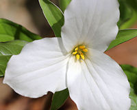 Great White Trillium White flowers with three petals that rise above a whorl of three, leaf-like bracts. Great White Trillium is a spring ephemeral, whose life cycle is synchronized with the forest in which it lives. <br />
<br />
https://www.jungledragon.com/image/60723/great_white_trillium_-_trillium_grandiflorum.html Geotagged,Great White Trillium,Great white trillium,Spring,Trillium grandiflorum,United States,trillium