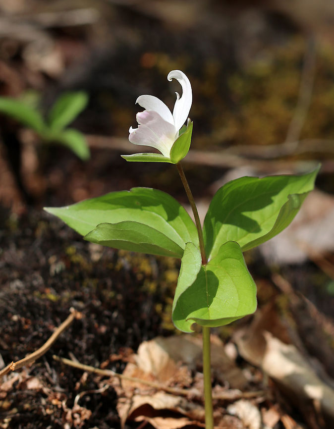 Great White Trillium - Trillium Grandiflorum White flowers with three petals that rise above a whorl of three, leaf-like bracts. Great White Trillium is a spring ephemeral, whose life cycle is synchronized with the forest in which it lives. <br />
<br />
<figure class="photo"><a href="https://www.jungledragon.com/image/60722/great_white_trillium.html" title="Great White Trillium"><img src="https://s3.amazonaws.com/media.jungledragon.com/images/3232/60722_thumb.jpg?AWSAccessKeyId=05GMT0V3GWVNE7GGM1R2&Expires=1759968010&Signature=ASszKa5wWxuQ7OXVaCn8qeViL3M%3D" width="200" height="162" alt="Great White Trillium White flowers with three petals that rise above a whorl of three, leaf-like bracts. Great White Trillium is a spring ephemeral, whose life cycle is synchronized with the forest in which it lives. <br />
<br />
https://www.jungledragon.com/image/60723/great_white_trillium_-_trillium_grandiflorum.html Geotagged,Great White Trillium,Great white trillium,Spring,Trillium grandiflorum,United States,trillium" /></a></figure> Geotagged,Great white trillium,Spring,Trillium grandiflorum,United States,trillium