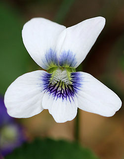 Violet - Viola sororia Violet-blue and white flowers that consist of 5 rounded petals - 2 upper petals, 2 lateral petals with white beards, and a lower petal, which functions as a landing pad for visiting insects. 
https://www.jungledragon.com/image/60725/violet_-_viola_sororia.html Common Blue Violet,Geotagged,Spring,United States,Viola sororia,flower,viola,violet,wildflower