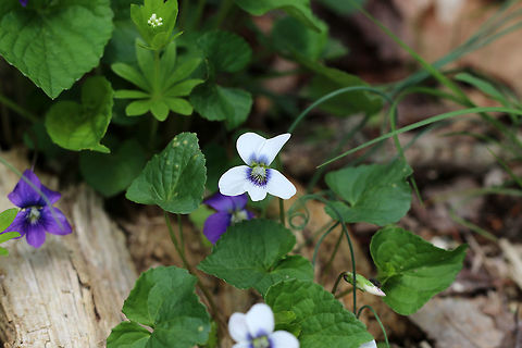 Violet - Viola Sororia Violet-blue and white flowers that consist of 5 rounded petals - 2 upper petals, 2 lateral petals with white beards, and a lower petal, which functions as a landing pad for visiting insects.
https://www.jungledragon.com/image/60724/violet_-_viola_sororia.html Common Blue Violet,Geotagged,Spring,United States,Viola sororia,flower,viola,violet,wildflower