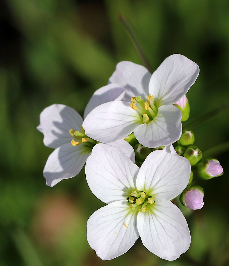 Cuckoo Flower White flowers with 4 petals and 6 stamens and alternate leaves. <br />
<br />
It gets its common name from this explanation from herbalist John Gerard: &quot;These floure for the most part in Aprill and May, when the Cuckow begins to sing her pleasant notes without stammering.&quot;  Cardamine pratensis,Cuckoo Flower,Cuckooflower,Geotagged,Spring,United States,cardamine,flower,white,wildflower