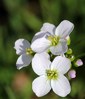 Cuckoo Flower White flowers with 4 petals and 6 stamens and alternate leaves. 

It gets its common name from this explanation from herbalist John Gerard: "These floure for the most part in Aprill and May, when the Cuckow begins to sing her pleasant notes without stammering."  Cardamine pratensis,Cuckoo Flower,Cuckooflower,Geotagged,Spring,United States,cardamine,flower,white,wildflower