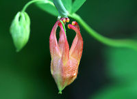 Wild Columbine - Aquilegia canadensis This flower hadn't opened up yet, but when it does, it will be a gorgeous, nodding, red and yellow flower with upward spurred petals that alternate with spreading sepals and numerous yellow stamens that hang below the petals.<br />
<br />
I found this patch growing on a slope in a deciduous forest.<br />
<br />
The genus name comes from the Latin word "Aquila" for eagle, referring to the talon-like shape of the nectar spurs on the flower. This plant is very attractive to long-tongued insects!<br />
<br />
https://www.jungledragon.com/image/60741/wild_columbine_-_aquilegia_canadensis.html Aquilegia,Canada columbine,Geotagged,Spring,United States,columbine,eastern red columbine,red columbine,wild columbine