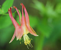 Wild Columbine - Aquilegia canadensis A gorgeous, nodding, red and yellow flower with upward spurred petals that alternate with spreading sepals and numerous yellow stamens that hang below the petals.<br />
<br />
I found this patch growing on a slope in a deciduous forest.<br />
<br />
The genus name comes from the Latin word "Aquila" for eagle, referring to the talon-like shape of the nectar spurs on the flower. This plant is very attractive to long-tongued insects! <br />
https://www.jungledragon.com/image/60737/wild_columbine_-_aquilegia_canadensis.html Aquilegia,Aquilegia canadensis,Columbine,Eastern Columbine,Geotagged,Spring,United States,Wild Columbine,eastern red columbine,flower,red,red columbine,wildflower
