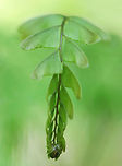 Northern Maindenhair Fern - Adiantum pedatum These fronds were just starting to uncurl. Maindenhair ferns have fan-shaped whorls of leaflets that are held horizontally. The subleaflets are oblong and are toothed on one edge. The spore cases are located along the toothed edges. The stalks are black and wiry. <br />
<br />
Spotted in a rich, deciduous forest.<br />
https://www.jungledragon.com/image/60750/northern_maindenhair_fern_-_adiantum_pedatum.html<br />
https://www.jungledragon.com/image/60749/northern_maindenhair_fern_-_adiantum_pedatum.html<br />
https://www.jungledragon.com/image/60748/northern_maindenhair_fern_-_adiantum_pedatum.html<br />
https://www.jungledragon.com/image/60747/northern_maindenhair_fern_-_adiantum_pedatum.html Adiantum,Adiantum pedatum,Geotagged,Northern maidenhair,Spring,United States,fern,maidenhair,maidenhair fern