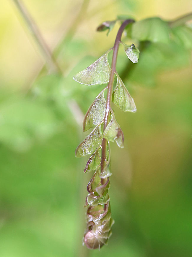 Northern Maindenhair Fern - Adiantum pedatum These fronds were just starting to uncurl. Maindenhair ferns have fan-shaped whorls of leaflets that are held horizontally. The subleaflets are oblong and are toothed on one edge. The spore cases are located along the toothed edges. The stalks are black and wiry. <br />
<br />
Spotted in a rich, deciduous forest. <br />
<figure class="photo"><a href="https://www.jungledragon.com/image/60750/northern_maindenhair_fern_-_adiantum_pedatum.html" title="Northern Maindenhair Fern - Adiantum pedatum"><img src="https://s3.amazonaws.com/media.jungledragon.com/images/3232/60750_thumb.jpg?AWSAccessKeyId=05GMT0V3GWVNE7GGM1R2&Expires=1767225610&Signature=eLKdWXOohenMZKKjxfVatPr%2B2Hw%3D" width="200" height="174" alt="Northern Maindenhair Fern - Adiantum pedatum Maindenhair ferns have fan-shaped whorls of leaflets that are held horizontally. The subleaflets are oblong and are toothed on one edge. The spore cases are located along the toothed edges. The stalks are black and wiry. <br />
<br />
 Spotted in a rich, deciduous forest. <br />
https://www.jungledragon.com/image/60749/northern_maindenhair_fern_-_adiantum_pedatum.html<br />
https://www.jungledragon.com/image/60748/northern_maindenhair_fern_-_adiantum_pedatum.html<br />
https://www.jungledragon.com/image/60747/northern_maindenhair_fern_-_adiantum_pedatum.html<br />
https://www.jungledragon.com/image/60746/northern_maindenhair_fern_-_adiantum_pedatum.html Adiantum pedatum,Geotagged,Northern maidenhair,Spring,United States,adiantum,fern,maidenhair,maidenhair fern" /></a></figure><br />
<figure class="photo"><a href="https://www.jungledragon.com/image/60749/northern_maindenhair_fern_-_adiantum_pedatum.html" title="Northern Maindenhair Fern - Adiantum pedatum"><img src="https://s3.amazonaws.com/media.jungledragon.com/images/3232/60749_thumb.jpg?AWSAccessKeyId=05GMT0V3GWVNE7GGM1R2&Expires=1767225610&Signature=Oz4JT%2BgjgJCyVnqEdjZ7rHcwv3c%3D" width="200" height="140" alt="Northern Maindenhair Fern - Adiantum pedatum Maindenhair ferns have fan-shaped whorls of leaflets that are held horizontally. The subleaflets are oblong and are toothed on one edge. The spore cases are located along the toothed edges. The stalks are black and wiry. <br />
<br />
Spotted in a rich, deciduous forest. <br />
https://www.jungledragon.com/image/60750/northern_maindenhair_fern_-_adiantum_pedatum.html<br />
https://www.jungledragon.com/image/60748/northern_maindenhair_fern_-_adiantum_pedatum.html<br />
https://www.jungledragon.com/image/60747/northern_maindenhair_fern_-_adiantum_pedatum.html<br />
https://www.jungledragon.com/image/60746/northern_maindenhair_fern_-_adiantum_pedatum.html Adiantum pedatum,Geotagged,Maindenhair,Maindenhair Fern,Northern maidenhair,Spring,United States,adiantum,fern" /></a></figure><br />
<figure class="photo"><a href="https://www.jungledragon.com/image/60748/northern_maindenhair_fern_-_adiantum_pedatum.html" title="Northern Maindenhair Fern - Adiantum pedatum"><img src="https://s3.amazonaws.com/media.jungledragon.com/images/3232/60748_thumb.jpg?AWSAccessKeyId=05GMT0V3GWVNE7GGM1R2&Expires=1767225610&Signature=xKz75IAiPhjeDtfkSq6AupZxCgg%3D" width="200" height="158" alt="Northern Maindenhair Fern - Adiantum pedatum Maindenhair ferns have fan-shaped whorls of leaflets that are held horizontally. The subleaflets are oblong and are toothed on one edge. The spore cases are located along the toothed edges. The stalks are black and wiry. <br />
<br />
 Spotted in a rich, deciduous forest. <br />
https://www.jungledragon.com/image/60750/northern_maindenhair_fern_-_adiantum_pedatum.html<br />
https://www.jungledragon.com/image/60749/northern_maindenhair_fern_-_adiantum_pedatum.html<br />
https://www.jungledragon.com/image/60747/northern_maindenhair_fern_-_adiantum_pedatum.html<br />
https://www.jungledragon.com/image/60746/northern_maindenhair_fern_-_adiantum_pedatum.html Adiantum,Adiantum pedatum,Geotagged,Maindenhair,Maindenhair Fern,Northern maidenhair,Spring,United States,fer" /></a></figure><br />
<figure class="photo"><a href="https://www.jungledragon.com/image/60746/northern_maindenhair_fern_-_adiantum_pedatum.html" title="Northern Maindenhair Fern - Adiantum pedatum"><img src="https://s3.amazonaws.com/media.jungledragon.com/images/3232/60746_thumb.jpg?AWSAccessKeyId=05GMT0V3GWVNE7GGM1R2&Expires=1767225610&Signature=chk4aMrcwnf7KGMSl9n%2BcpiXzwY%3D" width="114" height="152" alt="Northern Maindenhair Fern - Adiantum pedatum These fronds were just starting to uncurl.  Maindenhair ferns have fan-shaped whorls of leaflets that are held horizontally. The subleaflets are oblong and are toothed on one edge. The spore cases are located along the toothed edges. The stalks are black and wiry.  <br />
<br />
Spotted in a rich, deciduous forest.<br />
https://www.jungledragon.com/image/60750/northern_maindenhair_fern_-_adiantum_pedatum.html<br />
https://www.jungledragon.com/image/60749/northern_maindenhair_fern_-_adiantum_pedatum.html<br />
https://www.jungledragon.com/image/60748/northern_maindenhair_fern_-_adiantum_pedatum.html<br />
https://www.jungledragon.com/image/60747/northern_maindenhair_fern_-_adiantum_pedatum.html Adiantum,Adiantum pedatum,Geotagged,Northern maidenhair,Spring,United States,fern,maidenhair,maidenhair fern" /></a></figure> Adiantum,Adiantum pedatum,Geotagged,Maindenhair,Maindenhair Fern,Northern Maindenhair Fern,Northern maidenhair,Spring,United States,fern