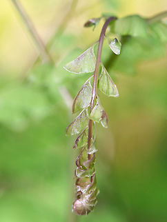 Northern Maindenhair Fern - Adiantum pedatum These fronds were just starting to uncurl. Maindenhair ferns have fan-shaped whorls of leaflets that are held horizontally. The subleaflets are oblong and are toothed on one edge. The spore cases are located along the toothed edges. The stalks are black and wiry. 

Spotted in a rich, deciduous forest. 
https://www.jungledragon.com/image/60750/northern_maindenhair_fern_-_adiantum_pedatum.html
https://www.jungledragon.com/image/60749/northern_maindenhair_fern_-_adiantum_pedatum.html
https://www.jungledragon.com/image/60748/northern_maindenhair_fern_-_adiantum_pedatum.html
https://www.jungledragon.com/image/60746/northern_maindenhair_fern_-_adiantum_pedatum.html Adiantum,Adiantum pedatum,Geotagged,Maindenhair,Maindenhair Fern,Northern Maindenhair Fern,Northern maidenhair,Spring,United States,fern