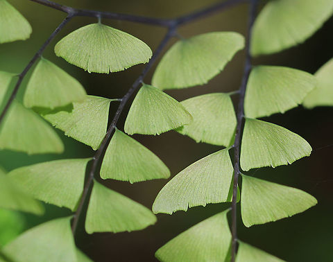 Northern Maindenhair Fern - Adiantum pedatum Maindenhair ferns have fan-shaped whorls of leaflets that are held horizontally. The subleaflets are oblong and are toothed on one edge. The spore cases are located along the toothed edges. The stalks are black and wiry. 

 Spotted in a rich, deciduous forest. 
https://www.jungledragon.com/image/60750/northern_maindenhair_fern_-_adiantum_pedatum.html
https://www.jungledragon.com/image/60749/northern_maindenhair_fern_-_adiantum_pedatum.html
https://www.jungledragon.com/image/60747/northern_maindenhair_fern_-_adiantum_pedatum.html
https://www.jungledragon.com/image/60746/northern_maindenhair_fern_-_adiantum_pedatum.html Adiantum,Adiantum pedatum,Geotagged,Maindenhair,Maindenhair Fern,Northern maidenhair,Spring,United States,fer