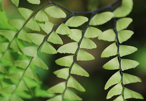 Northern Maindenhair Fern - Adiantum pedatum Maindenhair ferns have fan-shaped whorls of leaflets that are held horizontally. The subleaflets are oblong and are toothed on one edge. The spore cases are located along the toothed edges. The stalks are black and wiry. 

Spotted in a rich, deciduous forest. 
https://www.jungledragon.com/image/60750/northern_maindenhair_fern_-_adiantum_pedatum.html
https://www.jungledragon.com/image/60748/northern_maindenhair_fern_-_adiantum_pedatum.html
https://www.jungledragon.com/image/60747/northern_maindenhair_fern_-_adiantum_pedatum.html
https://www.jungledragon.com/image/60746/northern_maindenhair_fern_-_adiantum_pedatum.html Adiantum pedatum,Geotagged,Maindenhair,Maindenhair Fern,Northern maidenhair,Spring,United States,adiantum,fern