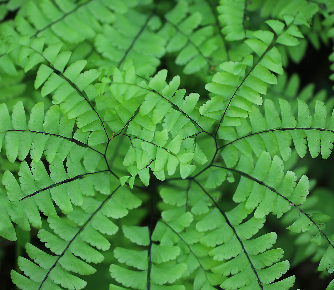 Northern Maindenhair Fern - Adiantum pedatum Maindenhair ferns have fan-shaped whorls of leaflets that are held horizontally. The subleaflets are oblong and are toothed on one edge. The spore cases are located along the toothed edges. The stalks are black and wiry. <br />
<br />
 Spotted in a rich, deciduous forest. <br />
<figure class="photo"><a href="https://www.jungledragon.com/image/60749/northern_maindenhair_fern_-_adiantum_pedatum.html" title="Northern Maindenhair Fern - Adiantum pedatum"><img src="https://s3.amazonaws.com/media.jungledragon.com/images/3232/60749_thumb.jpg?AWSAccessKeyId=05GMT0V3GWVNE7GGM1R2&Expires=1767225610&Signature=Oz4JT%2BgjgJCyVnqEdjZ7rHcwv3c%3D" width="200" height="140" alt="Northern Maindenhair Fern - Adiantum pedatum Maindenhair ferns have fan-shaped whorls of leaflets that are held horizontally. The subleaflets are oblong and are toothed on one edge. The spore cases are located along the toothed edges. The stalks are black and wiry. <br />
<br />
Spotted in a rich, deciduous forest. <br />
https://www.jungledragon.com/image/60750/northern_maindenhair_fern_-_adiantum_pedatum.html<br />
https://www.jungledragon.com/image/60748/northern_maindenhair_fern_-_adiantum_pedatum.html<br />
https://www.jungledragon.com/image/60747/northern_maindenhair_fern_-_adiantum_pedatum.html<br />
https://www.jungledragon.com/image/60746/northern_maindenhair_fern_-_adiantum_pedatum.html Adiantum pedatum,Geotagged,Maindenhair,Maindenhair Fern,Northern maidenhair,Spring,United States,adiantum,fern" /></a></figure><br />
<figure class="photo"><a href="https://www.jungledragon.com/image/60748/northern_maindenhair_fern_-_adiantum_pedatum.html" title="Northern Maindenhair Fern - Adiantum pedatum"><img src="https://s3.amazonaws.com/media.jungledragon.com/images/3232/60748_thumb.jpg?AWSAccessKeyId=05GMT0V3GWVNE7GGM1R2&Expires=1767225610&Signature=xKz75IAiPhjeDtfkSq6AupZxCgg%3D" width="200" height="158" alt="Northern Maindenhair Fern - Adiantum pedatum Maindenhair ferns have fan-shaped whorls of leaflets that are held horizontally. The subleaflets are oblong and are toothed on one edge. The spore cases are located along the toothed edges. The stalks are black and wiry. <br />
<br />
 Spotted in a rich, deciduous forest. <br />
https://www.jungledragon.com/image/60750/northern_maindenhair_fern_-_adiantum_pedatum.html<br />
https://www.jungledragon.com/image/60749/northern_maindenhair_fern_-_adiantum_pedatum.html<br />
https://www.jungledragon.com/image/60747/northern_maindenhair_fern_-_adiantum_pedatum.html<br />
https://www.jungledragon.com/image/60746/northern_maindenhair_fern_-_adiantum_pedatum.html Adiantum,Adiantum pedatum,Geotagged,Maindenhair,Maindenhair Fern,Northern maidenhair,Spring,United States,fer" /></a></figure><br />
<figure class="photo"><a href="https://www.jungledragon.com/image/60747/northern_maindenhair_fern_-_adiantum_pedatum.html" title="Northern Maindenhair Fern - Adiantum pedatum"><img src="https://s3.amazonaws.com/media.jungledragon.com/images/3232/60747_thumb.jpg?AWSAccessKeyId=05GMT0V3GWVNE7GGM1R2&Expires=1767225610&Signature=Yd%2B6bD4NO%2BDNHCL2RppYyX3FGBw%3D" width="116" height="152" alt="Northern Maindenhair Fern - Adiantum pedatum These fronds were just starting to uncurl. Maindenhair ferns have fan-shaped whorls of leaflets that are held horizontally. The subleaflets are oblong and are toothed on one edge. The spore cases are located along the toothed edges. The stalks are black and wiry. <br />
<br />
Spotted in a rich, deciduous forest. <br />
https://www.jungledragon.com/image/60750/northern_maindenhair_fern_-_adiantum_pedatum.html<br />
https://www.jungledragon.com/image/60749/northern_maindenhair_fern_-_adiantum_pedatum.html<br />
https://www.jungledragon.com/image/60748/northern_maindenhair_fern_-_adiantum_pedatum.html<br />
https://www.jungledragon.com/image/60746/northern_maindenhair_fern_-_adiantum_pedatum.html Adiantum,Adiantum pedatum,Geotagged,Maindenhair,Maindenhair Fern,Northern Maindenhair Fern,Northern maidenhair,Spring,United States,fern" /></a></figure><br />
<figure class="photo"><a href="https://www.jungledragon.com/image/60746/northern_maindenhair_fern_-_adiantum_pedatum.html" title="Northern Maindenhair Fern - Adiantum pedatum"><img src="https://s3.amazonaws.com/media.jungledragon.com/images/3232/60746_thumb.jpg?AWSAccessKeyId=05GMT0V3GWVNE7GGM1R2&Expires=1767225610&Signature=chk4aMrcwnf7KGMSl9n%2BcpiXzwY%3D" width="114" height="152" alt="Northern Maindenhair Fern - Adiantum pedatum These fronds were just starting to uncurl.  Maindenhair ferns have fan-shaped whorls of leaflets that are held horizontally. The subleaflets are oblong and are toothed on one edge. The spore cases are located along the toothed edges. The stalks are black and wiry.  <br />
<br />
Spotted in a rich, deciduous forest.<br />
https://www.jungledragon.com/image/60750/northern_maindenhair_fern_-_adiantum_pedatum.html<br />
https://www.jungledragon.com/image/60749/northern_maindenhair_fern_-_adiantum_pedatum.html<br />
https://www.jungledragon.com/image/60748/northern_maindenhair_fern_-_adiantum_pedatum.html<br />
https://www.jungledragon.com/image/60747/northern_maindenhair_fern_-_adiantum_pedatum.html Adiantum,Adiantum pedatum,Geotagged,Northern maidenhair,Spring,United States,fern,maidenhair,maidenhair fern" /></a></figure> Adiantum pedatum,Geotagged,Northern maidenhair,Spring,United States,adiantum,fern,maidenhair,maidenhair fern