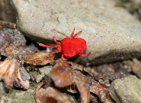 Red Velvet Mite - Family Trombidiidae Small, bright red mite that has some pretty unique behaviors. For example....to initiate the process of mating, the male builds a ''love garden'' by placing sperm on grass and twigs. He also constructs a trail to lead a female to his love garden, where he will wait for the interested female to arrive.  Geotagged,Spring,Trombidiidae,United States,mite,red velvet mite