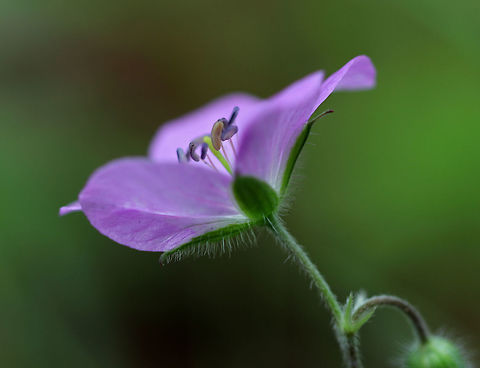 Wild Geranium - Geranium maculatum Pinkish-lilac flowers with 5 petals. The individual flowers were approximately 25 mm in diameter. Dark green leaves that were deeply cut and palmately 5-lobed with very hairy stems. Geotagged,Geranium maculatum,Spotted Geranium,Spring,United States,flower,geranium,pink,wild geranium,wildflower