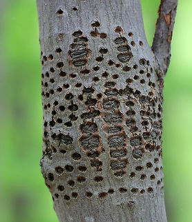 Sapsucker Phloem Wells These sapsucker wells were 5-6 mm in diameter. These are phloem holes, which are made in horizontal and vertical rows. 

Trees make two kinds of sap. The sap that's readily tapped in early spring for maple syrup is xylem sap, which is a thin liquid that carries water and little nutrients from the roots upwards to the leaves. Phloem sap carries the nutrients produced in the leaves downward to other parts of the tree.

Sapsuckers usually choose trees that are wounded or weakened because the sap of trees that are in poor health contains higher levels of amino acids and protein.  Geotagged,Sapsucker Phloem Wells,Spring,United States,phloem wells,sapsucker,signs of wildlife,tree holes,woodpecker holes,woodpecker sign,yellow bellied sapsucker