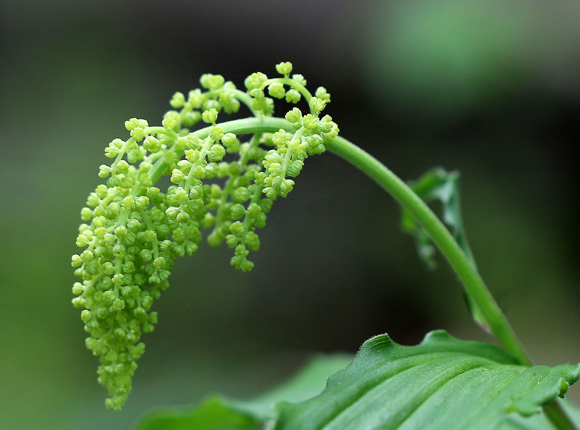 False Solomon's Seal - Maianthemum racemosum The flowers were not yet in bloom, but when they are, they will be white, starlike flowers in a dense, branching cluster on top of a zigzag stem. The leaves are oval and alternating.  <br />
<br />
Spotted in a rich, swampy deciduous forest. Feathery false lily of the valley,Geotagged,Maianthemum,Maianthemum racemosum,Spring,United States,false Solomon's seal,false spikenard,feathery false lily of the valley,treacleberry
