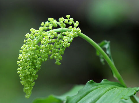 False Solomon's Seal - Maianthemum racemosum The flowers were not yet in bloom, but when they are, they will be white, starlike flowers in a dense, branching cluster on top of a zigzag stem. The leaves are oval and alternating.  

Spotted in a rich, swampy deciduous forest. Feathery false lily of the valley,Geotagged,Maianthemum,Maianthemum racemosum,Spring,United States,false Solomon's seal,false spikenard,feathery false lily of the valley,treacleberry