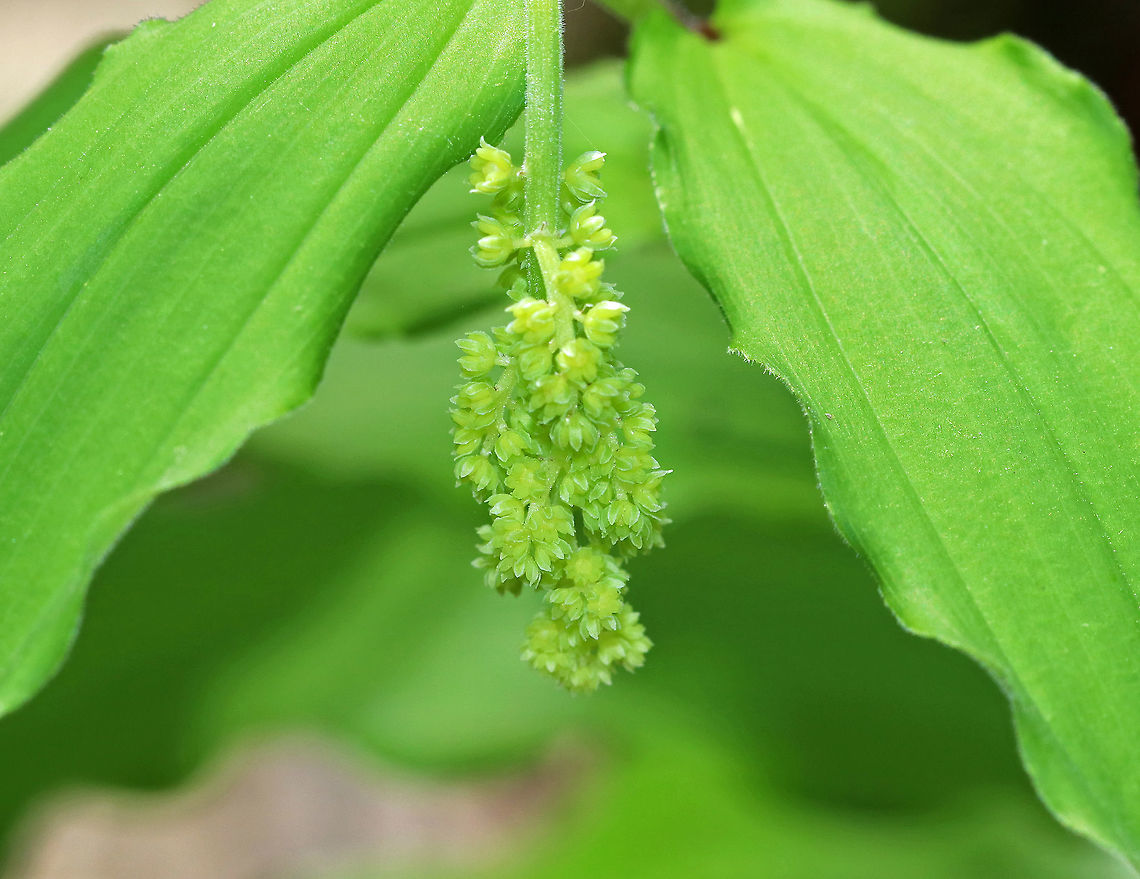 False Solomon's Seal - Maianthemum racemosum The flowers were not yet in bloom, but when they are, they will be white, starlike flowers in a dense, branching cluster on top of a zigzag stem. The leaves are oval and alternating. <br />
<br />
 Spotted in a rich, swampy deciduous forest.  False Solomon's Seal,Feathery false lily of the valley,Geotagged,Maianthemum,Maianthemum racemosum,Spring,United States,false spikenard,treacleberry