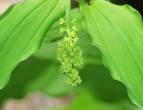 False Solomon's Seal - Maianthemum racemosum The flowers were not yet in bloom, but when they are, they will be white, starlike flowers in a dense, branching cluster on top of a zigzag stem. The leaves are oval and alternating. 

 Spotted in a rich, swampy deciduous forest.  False Solomon's Seal,Feathery false lily of the valley,Geotagged,Maianthemum,Maianthemum racemosum,Spring,United States,false spikenard,treacleberry