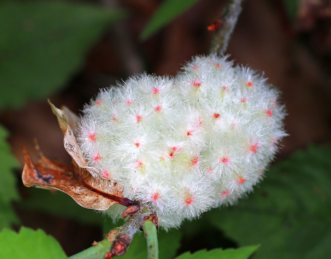 Wool Sower Gall - Callirhytis seminator These were the prettiest galls that I&#039;ve ever seen!<br />
<br />
They were fluffy, white ball with pink spots and was about 4-5 cm across.  One gall is actually a group of smaller, hairy galls that are joined at a common spot on a twig. They can be pulled apart to see seed-like structures that contain the developing wasps. I spotted 6 galls growing on Oak (Quercus sp.) - probably White Oak (Quercus alba).<br />
 Callirhytis,Callirhytis seminator,Geotagged,Quercus,Spring,United States,Wool Sower Gall,cynipid wasp,gall,wasp gall,wood sower,wood sower gall