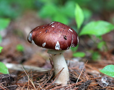 King Stropharia - Stropharia rugosoannulata Deep reddish brown caps, purple-gray gills, and a white stem with a thick, cogwheeled ring. I usually find a dozen or more in this location in early June, but on this day, I only found three.  They ranged in size from 3-9 cm tall. 

 Interestingly, Stropharia rugosoannulata is a nematophagous fungus, which means that it is able to trap and digest nematodes. 

https://www.jungledragon.com/image/60872/king_stropharia_-_stropharia_rugosoannulata.html Geotagged,King Stropharia,King stropharia,Spring,Stropharia,Stropharia rugosoannulata,United States,fungus,garden giant,mushroom,wine cap