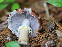 King Stropharia - Stropharia rugosoannulata Deep reddish brown caps, purple-gray gills, and a white stem with a thick, cogwheeled ring. I usually find a dozen or more in this location in early June, but on this day, I only found three. They ranged in size from 3-9 cm tall. <br />
<br />
Interestingly, Stropharia rugosoannulata is a nematophagous fungus, which means that it is able to trap and digest nematodes. <br />
<br />
https://www.jungledragon.com/image/60871/king_stropharia_-_stropharia_rugosoannulata.html Geotagged,King Stropharia,King stropharia,Spring,Stropharia rugosoannulata,United States,fungus,garden giant,mushroom,stropharia,wine cap