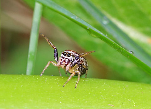 Jumping Spider - Family Salticidae I found this tiny, yet very gravid, jumping spider feasting on globular springtails (order Symphypleona).  They were on a milkweed plant that was growing on the edge of a pond.  She was very quick and was able to gobble up 5 springtails in just a few minutes.

I don't know the genus for this spider, but it may be Neon sp., Pelegrina sp., or Zygoballus sp....Or, something completely different. 

https://www.jungledragon.com/image/60909/jumping_spider_-_family_salticidae.html
https://www.jungledragon.com/image/60911/jumping_spider_-_family_salticidae.html Geotagged,Spring,United States,jumping spider,salticidae,spider
