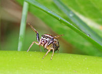 Jumping Spider - Family Salticidae I found this tiny, yet very gravid, jumping spider feasting on globular springtails (order Symphypleona).  They were on a milkweed plant that was growing on the edge of a pond.  She was very quick and was able to gobble up 5 springtails in just a few minutes.<br />
<br />
I don't know the genus for this spider, but it may be Neon sp., Pelegrina sp., or Zygoballus sp....Or, something completely different. <br />
<br />
https://www.jungledragon.com/image/60909/jumping_spider_-_family_salticidae.html<br />
https://www.jungledragon.com/image/60911/jumping_spider_-_family_salticidae.html Geotagged,Spring,United States,jumping spider,salticidae,spider