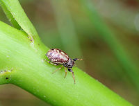 Jumping Spider - Family Salticidae I found this tiny, yet very gravid, jumping spider feasting on globular springtails (order Symphypleona). They were on a milkweed plant that was growing on the edge of a pond. She was very quick and was able to gobble up 5 springtails in just a few minutes.<br />
<br />
 I don't know the genus for this spider, but it may be Neon sp., Pelegrina sp., or Zygoballus sp....Or, something completely different. <br />
<br />
https://www.jungledragon.com/image/60911/jumping_spider_-_family_salticidae.html<br />
https://www.jungledragon.com/image/60909/jumping_spider_-_family_salticidae.html Geotagged,Salticid,Salticidae,Spring,United States,jumping spider,spider