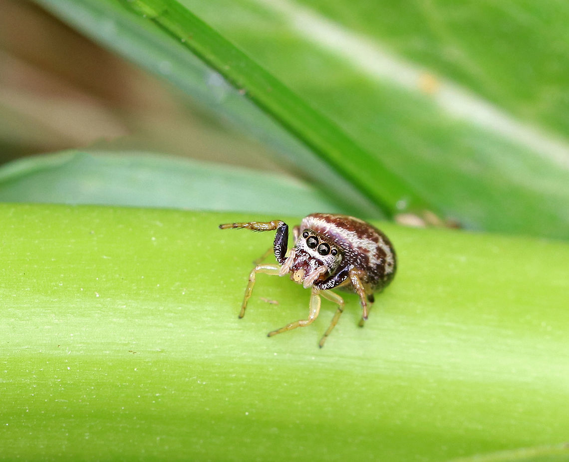 Jumping Spider - Family Salticidae I found this tiny, yet very gravid, jumping spider feasting on globular springtails (order Symphypleona). They were on a milkweed plant that was growing on the edge of a pond. She was very quick and was able to gobble up 5 springtails in just a few minutes.<br />
<br />
 I don't know the genus for this spider, but it may be Neon sp., Pelegrina sp., or Zygoballus sp....Or, something completely different. <br />
<br />
<figure class="photo"><a href="https://www.jungledragon.com/image/60909/jumping_spider_-_family_salticidae.html" title="Jumping Spider - Family Salticidae"><img src="https://s3.amazonaws.com/media.jungledragon.com/images/3232/60909_thumb.jpg?AWSAccessKeyId=05GMT0V3GWVNE7GGM1R2&Expires=1770854410&Signature=BwCV0BpH1L1uRJYhmX78xny6ehY%3D" width="200" height="146" alt="Jumping Spider - Family Salticidae I found this tiny, yet very gravid, jumping spider feasting on globular springtails (order Symphypleona).  They were on a milkweed plant that was growing on the edge of a pond.  She was very quick and was able to gobble up 5 springtails in just a few minutes.<br />
<br />
I don't know the genus for this spider, but it may be Neon sp., Pelegrina sp., or Zygoballus sp....Or, something completely different. <br />
<br />
https://www.jungledragon.com/image/60909/jumping_spider_-_family_salticidae.html<br />
https://www.jungledragon.com/image/60911/jumping_spider_-_family_salticidae.html Geotagged,Spring,United States,jumping spider,salticidae,spider" /></a></figure><br />
<figure class="photo"><a href="https://www.jungledragon.com/image/60910/jumping_spider_-_family_salticidae.html" title="Jumping Spider - Family Salticidae"><img src="https://s3.amazonaws.com/media.jungledragon.com/images/3232/60910_thumb.jpg?AWSAccessKeyId=05GMT0V3GWVNE7GGM1R2&Expires=1770854410&Signature=79nU1Hi6umhTjcvi1aRz9VlkRrU%3D" width="200" height="154" alt="Jumping Spider - Family Salticidae I found this tiny, yet very gravid, jumping spider feasting on globular springtails (order Symphypleona). They were on a milkweed plant that was growing on the edge of a pond. She was very quick and was able to gobble up 5 springtails in just a few minutes.<br />
<br />
 I don't know the genus for this spider, but it may be Neon sp., Pelegrina sp., or Zygoballus sp....Or, something completely different. <br />
<br />
https://www.jungledragon.com/image/60911/jumping_spider_-_family_salticidae.html<br />
https://www.jungledragon.com/image/60909/jumping_spider_-_family_salticidae.html Geotagged,Salticid,Salticidae,Spring,United States,jumping spider,spider" /></a></figure> Geotagged,Spring,United States,jumping spider,salticid,salticidae,spider