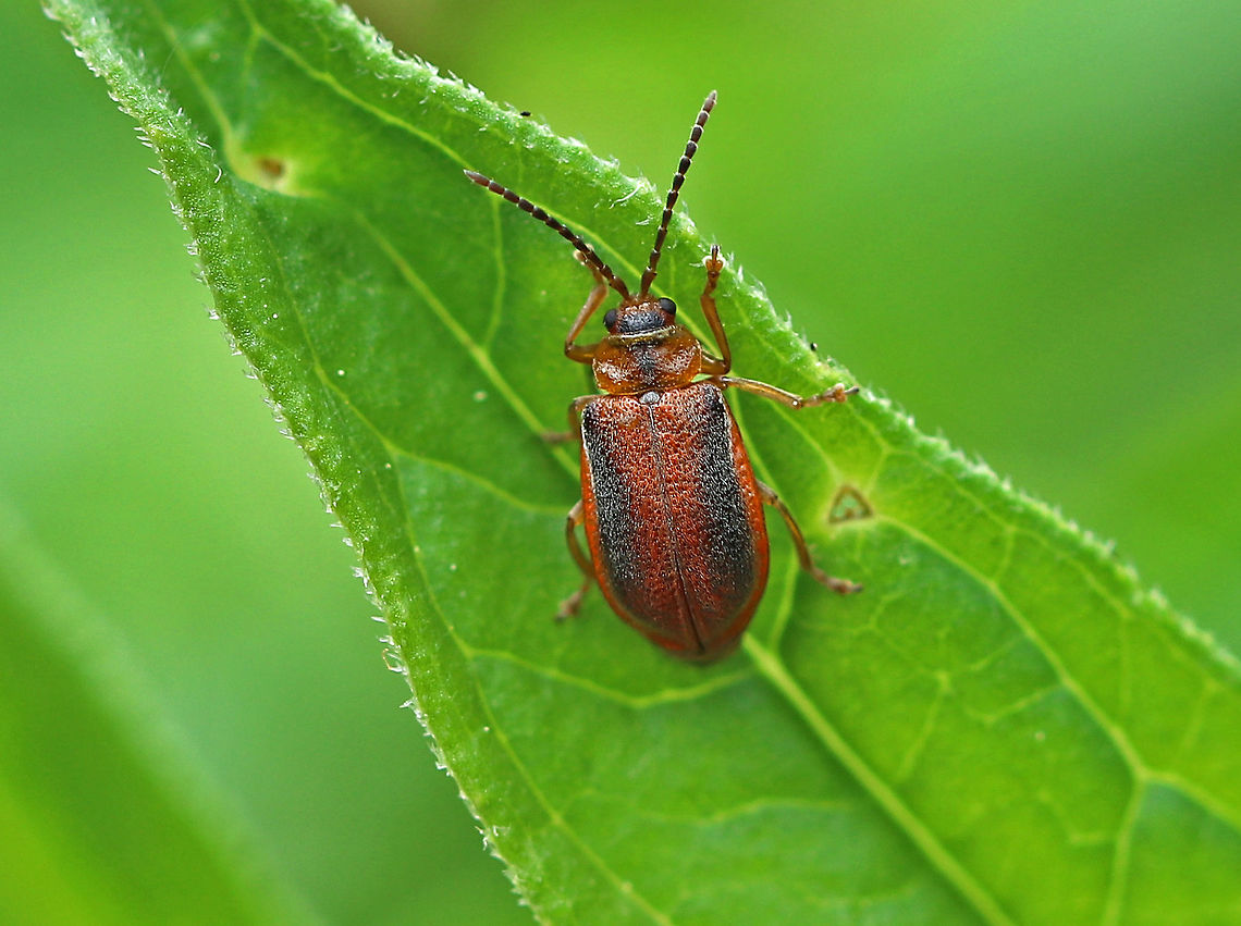 Black-margined Loosestrife Beetle - Neogalerucella calmariensis A reddish brown beetle with a broad, dark stripe on the thorax. The body has parallel sides, and the elytra was pubescent and had punctations. <br />
<br />
The larvae and adults of this species only feed on purple loosestrife (Lythrum salicaria), which is invasive.  The beetles have been introduced in North America as a biological control agent for purple loosestrife.<br />
<br />
I found eggs, larvae, and adults on purple loosestrife in a rural garden.<br />
<br />
<figure class="photo"><a href="https://www.jungledragon.com/image/60918/black-margined_loosestrife_beetle_eggs_-_neogalerucella_calmariensis.html" title="Black-margined Loosestrife Beetle Eggs - Neogalerucella calmariensis"><img src="https://s3.amazonaws.com/media.jungledragon.com/images/3232/60918_thumb.jpg?AWSAccessKeyId=05GMT0V3GWVNE7GGM1R2&Expires=1769040010&Signature=hFvuY%2FFN7qBfo4lGxaJi452HiZg%3D" width="200" height="150" alt="Black-margined Loosestrife Beetle Eggs - Neogalerucella calmariensis The eggs are spherical, white, and topped with frass.<br />
<br />
The larvae and adults of this species only feed on purple loosestrife (Lythrum salicaria), which is invasive. The beetles have been introduced in North America as a biological control agent for purple loosestrife.<br />
<br />
 I found eggs, larvae, and adults on purple loosestrife in a rural garden. <br />
<br />
https://www.jungledragon.com/image/60919/black-margined_loosestrife_beetle_larva_-_neogalerucella_calmariensis.html<br />
https://www.jungledragon.com/image/60912/black-margined_loosestrife_beetle_-_neogalerucella_calmariensis.html Black,Black-margined Loosestrife Beetle,Black-margined Loosestrife Beetle eggs,Geotagged,Neogalerucella,Neogalerucella calmariensis,Spring,United States,beetle eggs" /></a></figure><br />
<figure class="photo"><a href="https://www.jungledragon.com/image/60919/black-margined_loosestrife_beetle_larva_-_neogalerucella_calmariensis.html" title="Black-margined Loosestrife Beetle Larva - Neogalerucella calmariensis"><img src="https://s3.amazonaws.com/media.jungledragon.com/images/3232/60919_thumb.jpg?AWSAccessKeyId=05GMT0V3GWVNE7GGM1R2&Expires=1769040010&Signature=2MuQIXHBJb9u08Xkb7FsnrZ3aa0%3D" width="200" height="152" alt="Black-margined Loosestrife Beetle Larva - Neogalerucella calmariensis The larvae of this beetle are yellow with black speckles.  They resemble small caterpillars.  <br />
<br />
 The larvae and adults of this species only feed on purple loosestrife (Lythrum salicaria), which is invasive. The beetles have been introduced in North America as a biological control agent for purple loosestrife.<br />
<br />
 I found eggs, larvae, and adults on purple loosestrife in a rural garden. <br />
<br />
https://www.jungledragon.com/image/60918/black-margined_loosestrife_beetle_eggs_-_neogalerucella_calmariensis.html<br />
https://www.jungledragon.com/image/60912/black-margined_loosestrife_beetle_-_neogalerucella_calmariensis.html Black-margined Loosestrife Beetle,Black-margined Loosestrife Beetle larva,Geotagged,Neogalerucella calmariensis,Spring,United States,beetle larva,larva" /></a></figure> Black-margined Loosestrife Beetle,Geotagged,Neogalerucella,Neogalerucella calmariensis,Spring,United States,beetle