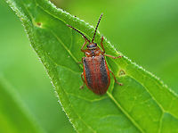 Black-margined Loosestrife Beetle - Neogalerucella calmariensis A reddish brown beetle with a broad, dark stripe on the thorax. The body has parallel sides, and the elytra was pubescent and had punctations. <br />
<br />
The larvae and adults of this species only feed on purple loosestrife (Lythrum salicaria), which is invasive. The beetles have been introduced in North America as a biological control agent for purple loosestrife.<br />
<br />
I found eggs, larvae, and adults on purple loosestrife in a rural garden.<br />
<br />
https://www.jungledragon.com/image/60918/black-margined_loosestrife_beetle_eggs_-_neogalerucella_calmariensis.html<br />
https://www.jungledragon.com/image/60919/black-margined_loosestrife_beetle_larva_-_neogalerucella_calmariensis.html Black-margined Loosestrife Beetle,Geotagged,Neogalerucella,Neogalerucella calmariensis,Spring,United States,beetle
