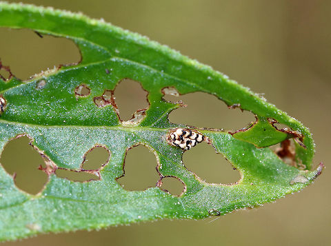 Black-margined Loosestrife Beetle Eggs - Neogalerucella calmariensis The eggs are spherical, white, and topped with frass.

The larvae and adults of this species only feed on purple loosestrife (Lythrum salicaria), which is invasive. The beetles have been introduced in North America as a biological control agent for purple loosestrife.

 I found eggs, larvae, and adults on purple loosestrife in a rural garden. 

https://www.jungledragon.com/image/60919/black-margined_loosestrife_beetle_larva_-_neogalerucella_calmariensis.html
https://www.jungledragon.com/image/60912/black-margined_loosestrife_beetle_-_neogalerucella_calmariensis.html Black,Black-margined Loosestrife Beetle,Black-margined Loosestrife Beetle eggs,Geotagged,Neogalerucella,Neogalerucella calmariensis,Spring,United States,beetle eggs
