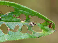 Black-margined Loosestrife Beetle Eggs - Neogalerucella calmariensis The eggs are spherical, white, and topped with frass.<br />
<br />
The larvae and adults of this species only feed on purple loosestrife (Lythrum salicaria), which is invasive. The beetles have been introduced in North America as a biological control agent for purple loosestrife.<br />
<br />
I found eggs, larvae, and adults on purple loosestrife in a rural garden. <br />
<br />
https://www.jungledragon.com/image/60919/black-margined_loosestrife_beetle_larva_-_neogalerucella_calmariensis.html<br />
https://www.jungledragon.com/image/60912/black-margined_loosestrife_beetle_-_neogalerucella_calmariensis.html Black,Black-margined Loosestrife Beetle,Black-margined Loosestrife Beetle eggs,Geotagged,Neogalerucella,Neogalerucella calmariensis,Spring,United States,beetle eggs