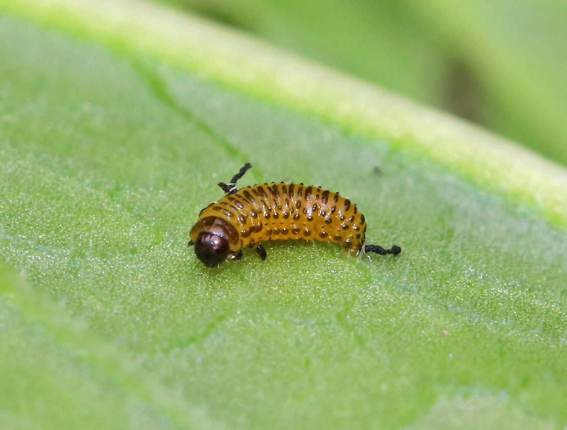 Black-margined Loosestrife Beetle Larva - Neogalerucella calmariensis The larvae of this beetle are yellow with black speckles.  They resemble small caterpillars.  <br />
<br />
 The larvae and adults of this species only feed on purple loosestrife (Lythrum salicaria), which is invasive. The beetles have been introduced in North America as a biological control agent for purple loosestrife.<br />
<br />
 I found eggs, larvae, and adults on purple loosestrife in a rural garden. <br />
<br />
<figure class="photo"><a href="https://www.jungledragon.com/image/60918/black-margined_loosestrife_beetle_eggs_-_neogalerucella_calmariensis.html" title="Black-margined Loosestrife Beetle Eggs - Neogalerucella calmariensis"><img src="https://s3.amazonaws.com/media.jungledragon.com/images/3232/60918_thumb.jpg?AWSAccessKeyId=05GMT0V3GWVNE7GGM1R2&Expires=1769040010&Signature=hFvuY%2FFN7qBfo4lGxaJi452HiZg%3D" width="200" height="150" alt="Black-margined Loosestrife Beetle Eggs - Neogalerucella calmariensis The eggs are spherical, white, and topped with frass.<br />
<br />
The larvae and adults of this species only feed on purple loosestrife (Lythrum salicaria), which is invasive. The beetles have been introduced in North America as a biological control agent for purple loosestrife.<br />
<br />
 I found eggs, larvae, and adults on purple loosestrife in a rural garden. <br />
<br />
https://www.jungledragon.com/image/60919/black-margined_loosestrife_beetle_larva_-_neogalerucella_calmariensis.html<br />
https://www.jungledragon.com/image/60912/black-margined_loosestrife_beetle_-_neogalerucella_calmariensis.html Black,Black-margined Loosestrife Beetle,Black-margined Loosestrife Beetle eggs,Geotagged,Neogalerucella,Neogalerucella calmariensis,Spring,United States,beetle eggs" /></a></figure><br />
<figure class="photo"><a href="https://www.jungledragon.com/image/60912/black-margined_loosestrife_beetle_-_neogalerucella_calmariensis.html" title="Black-margined Loosestrife Beetle - Neogalerucella calmariensis"><img src="https://s3.amazonaws.com/media.jungledragon.com/images/3232/60912_thumb.jpg?AWSAccessKeyId=05GMT0V3GWVNE7GGM1R2&Expires=1769040010&Signature=D1PJc5dNY81JTMdnZblPYEi6Xw4%3D" width="200" height="150" alt="Black-margined Loosestrife Beetle - Neogalerucella calmariensis A reddish brown beetle with a broad, dark stripe on the thorax. The body has parallel sides, and the elytra was pubescent and had punctations. <br />
<br />
The larvae and adults of this species only feed on purple loosestrife (Lythrum salicaria), which is invasive.  The beetles have been introduced in North America as a biological control agent for purple loosestrife.<br />
<br />
I found eggs, larvae, and adults on purple loosestrife in a rural garden.<br />
<br />
https://www.jungledragon.com/image/60918/black-margined_loosestrife_beetle_eggs_-_neogalerucella_calmariensis.html<br />
https://www.jungledragon.com/image/60919/black-margined_loosestrife_beetle_larva_-_neogalerucella_calmariensis.html Black-margined Loosestrife Beetle,Geotagged,Neogalerucella,Neogalerucella calmariensis,Spring,United States,beetle" /></a></figure> Black-margined Loosestrife Beetle,Black-margined Loosestrife Beetle larva,Geotagged,Neogalerucella calmariensis,Spring,United States,beetle larva,larva