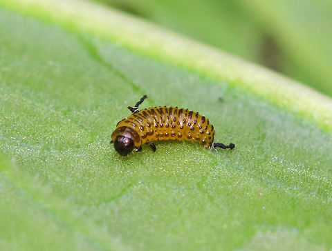 Black-margined Loosestrife Beetle Larva - Neogalerucella calmariensis The larvae of this beetle are yellow with black speckles.  They resemble small caterpillars.  

 The larvae and adults of this species only feed on purple loosestrife (Lythrum salicaria), which is invasive. The beetles have been introduced in North America as a biological control agent for purple loosestrife.

 I found eggs, larvae, and adults on purple loosestrife in a rural garden. 

https://www.jungledragon.com/image/60918/black-margined_loosestrife_beetle_eggs_-_neogalerucella_calmariensis.html
https://www.jungledragon.com/image/60912/black-margined_loosestrife_beetle_-_neogalerucella_calmariensis.html Black-margined Loosestrife Beetle,Black-margined Loosestrife Beetle larva,Geotagged,Neogalerucella calmariensis,Spring,United States,beetle larva,larva