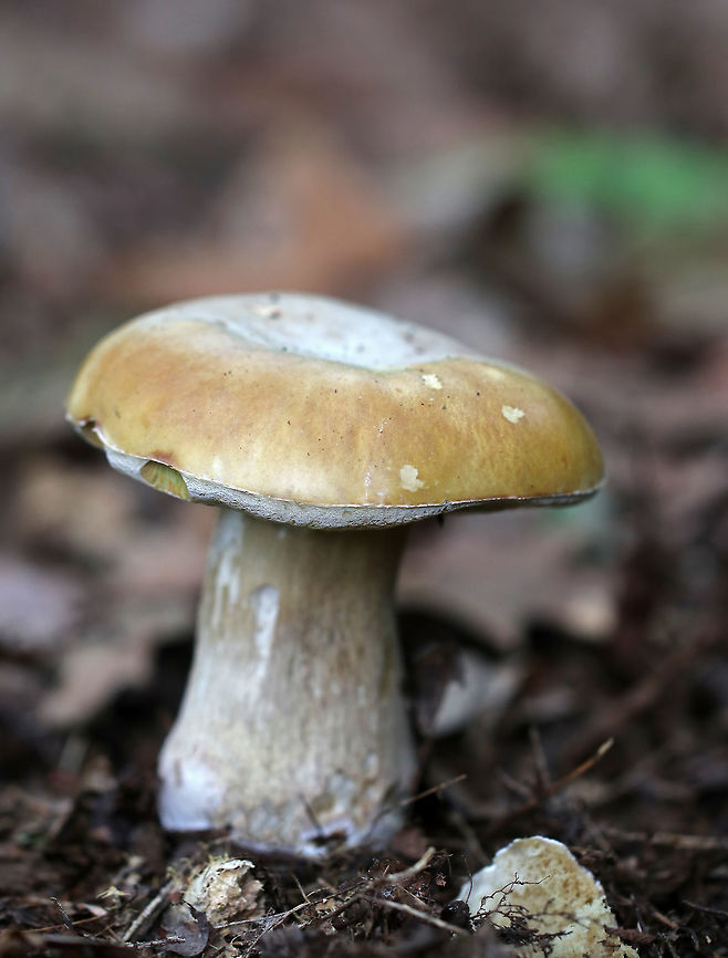 Penny Bun - Boletus cf. edulis This mushroom is classified as Boletus edulis, but whether or not the &quot;true&quot; Boletus edulis occurs in North America is up for debate.  So, you could consider this mushroom to be Boletus edulis, Boletus cf. edulis, or in the Boletus edulis group.<br />
<br />
There was a cluster of 4 of these mushrooms growing near the base of an eastern hemlock tree in a mixed forest.  They had light-medium brown, tacky caps that were broadly convex to nearly flat, white to olive yellow pores, a reticulate stem with reddish pin k at the apex, and white flesh.<br />
<br />
<figure class="photo"><a href="https://www.jungledragon.com/image/60954/penny_bun_-_boletus_cf._edulis.html" title="Penny Bun - Boletus cf. edulis"><img src="https://s3.amazonaws.com/media.jungledragon.com/images/3232/60954_thumb.jpg?AWSAccessKeyId=05GMT0V3GWVNE7GGM1R2&Expires=1767225610&Signature=2dZjadYPtQ44AQtsOgup4jaYFPc%3D" width="200" height="134" alt="Penny Bun - Boletus cf. edulis This mushroom is classified as Boletus edulis, but whether or not the &quot;true&quot; Boletus edulis occurs in North America is up for debate. So, you could consider this mushroom to be Boletus edulis, Boletus cf. edulis, or in the Boeltus edulis group.<br />
<br />
 There was a cluster of 4 of these mushrooms growing near the base of an eastern hemlock tree in a mixed forest. They had light-medium brown, tacky caps that were broadly convex to nearly flat, white to olive yellow pores, a reticulate stem with reddish pin k at the apex, and white flesh. <br />
<br />
https://www.jungledragon.com/image/60952/penny_bun_-_boletus_cf._edulis.html<br />
https://www.jungledragon.com/image/60953/penny_bun_-_boletus_cf._edulis.html Boletus edulis,Geotagged,Spring,United States,bolete,boletus,boletus cf. edulis,boletus edulis,boletus edulis group,cep,fungus,mushroom,penny bun,porcini" /></a></figure><br />
<figure class="photo"><a href="https://www.jungledragon.com/image/60953/penny_bun_-_boletus_cf._edulis.html" title="Penny Bun - Boletus cf. edulis"><img src="https://s3.amazonaws.com/media.jungledragon.com/images/3232/60953_thumb.jpg?AWSAccessKeyId=05GMT0V3GWVNE7GGM1R2&Expires=1767225610&Signature=aHtZGekehnw0V%2FBA%2FY8qPRf6lXQ%3D" width="200" height="160" alt="Penny Bun - Boletus cf. edulis This mushroom is classified as Boletus edulis, but whether or not the &quot;true&quot; Boletus edulis occurs in North America is up for debate. So, you could consider this mushroom to be Boletus edulis, Boletus cf. edulis, or in the Boeltus edulis group.<br />
<br />
 There was a cluster of 4 of these mushrooms growing near the base of an eastern hemlock tree in a mixed forest. They had light-medium brown, tacky caps that were broadly convex to nearly flat, white to olive yellow pores, a reticulate stem with reddish pin k at the apex, and white flesh. <br />
<br />
https://www.jungledragon.com/image/60952/penny_bun_-_boletus_cf._edulis.html<br />
https://www.jungledragon.com/image/60954/penny_bun_-_boletus_cf._edulis.html Boletus cf. edulis,Boletus edulis,Geotagged,Penny Bun,Spring,United States,boletus edulis,boletus edulis group,cep,fungus,mushroom,porcini" /></a></figure> Boletus edulis,Geotagged,Spring,United States,bolete,boletus,boletus cf. edulis,boletus edulis,cep,fungus,mushroom,penny bun,porcini,porcino