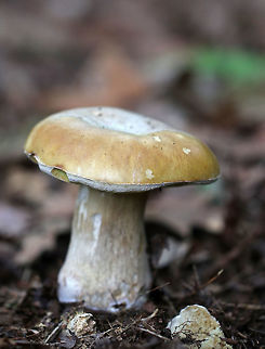 Penny Bun - Boletus cf. edulis This mushroom is classified as Boletus edulis, but whether or not the "true" Boletus edulis occurs in North America is up for debate.  So, you could consider this mushroom to be Boletus edulis, Boletus cf. edulis, or in the Boletus edulis group.

There was a cluster of 4 of these mushrooms growing near the base of an eastern hemlock tree in a mixed forest.  They had light-medium brown, tacky caps that were broadly convex to nearly flat, white to olive yellow pores, a reticulate stem with reddish pin k at the apex, and white flesh.

https://www.jungledragon.com/image/60954/penny_bun_-_boletus_cf._edulis.html
https://www.jungledragon.com/image/60953/penny_bun_-_boletus_cf._edulis.html Boletus edulis,Geotagged,Spring,United States,bolete,boletus,boletus cf. edulis,boletus edulis,cep,fungus,mushroom,penny bun,porcini,porcino