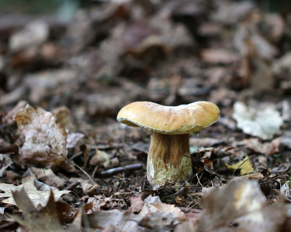Penny Bun - Boletus cf. edulis This mushroom is classified as Boletus edulis, but whether or not the "true" Boletus edulis occurs in North America is up for debate. So, you could consider this mushroom to be Boletus edulis, Boletus cf. edulis, or in the Boeltus edulis group.<br />
<br />
There was a cluster of 4 of these mushrooms growing near the base of an eastern hemlock tree in a mixed forest. They had light-medium brown, tacky caps that were broadly convex to nearly flat, white to olive yellow pores, a reticulate stem with reddish pin k at the apex, and white flesh. <br />
<br />
<figure class="photo"><a href="https://www.jungledragon.com/image/60952/penny_bun_-_boletus_cf._edulis.html" title="Penny Bun - Boletus cf. edulis"><img src="https://s3.amazonaws.com/media.jungledragon.com/images/3232/60952_thumb.jpg?AWSAccessKeyId=05GMT0V3GWVNE7GGM1R2&Expires=1759968010&Signature=N1jZaKhjnoMh4ROFVaTlb4Co56o%3D" width="116" height="152" alt="Penny Bun - Boletus cf. edulis This mushroom is classified as Boletus edulis, but whether or not the "true" Boletus edulis occurs in North America is up for debate. So, you could consider this mushroom to be Boletus edulis, Boletus cf. edulis, or in the Boletus edulis group.<br />
<br />
There was a cluster of 4 of these mushrooms growing near the base of an eastern hemlock tree in a mixed forest. They had light-medium brown, tacky caps that were broadly convex to nearly flat, white to olive yellow pores, a reticulate stem with reddish pin k at the apex, and white flesh.<br />
<br />
https://www.jungledragon.com/image/60954/penny_bun_-_boletus_cf._edulis.html<br />
https://www.jungledragon.com/image/60953/penny_bun_-_boletus_cf._edulis.html Boletus edulis,Geotagged,Spring,United States,bolete,boletus,boletus cf. edulis,boletus edulis,cep,fungus,mushroom,penny bun,porcini,porcino" /></a></figure><br />
<figure class="photo"><a href="https://www.jungledragon.com/image/60954/penny_bun_-_boletus_cf._edulis.html" title="Penny Bun - Boletus cf. edulis"><img src="https://s3.amazonaws.com/media.jungledragon.com/images/3232/60954_thumb.jpg?AWSAccessKeyId=05GMT0V3GWVNE7GGM1R2&Expires=1759968010&Signature=0Z67x7MONQ3JnqmBf%2FeuWWlsEy0%3D" width="200" height="134" alt="Penny Bun - Boletus cf. edulis This mushroom is classified as Boletus edulis, but whether or not the "true" Boletus edulis occurs in North America is up for debate. So, you could consider this mushroom to be Boletus edulis, Boletus cf. edulis, or in the Boeltus edulis group.<br />
<br />
There was a cluster of 4 of these mushrooms growing near the base of an eastern hemlock tree in a mixed forest. They had light-medium brown, tacky caps that were broadly convex to nearly flat, white to olive yellow pores, a reticulate stem with reddish pin k at the apex, and white flesh. <br />
<br />
https://www.jungledragon.com/image/60952/penny_bun_-_boletus_cf._edulis.html<br />
https://www.jungledragon.com/image/60953/penny_bun_-_boletus_cf._edulis.html Boletus edulis,Geotagged,Spring,United States,bolete,boletus,boletus cf. edulis,boletus edulis,boletus edulis group,cep,fungus,mushroom,penny bun,porcini" /></a></figure> Boletus cf. edulis,Boletus edulis,Geotagged,Penny Bun,Spring,United States,boletus edulis,boletus edulis group,cep,fungus,mushroom,porcini
