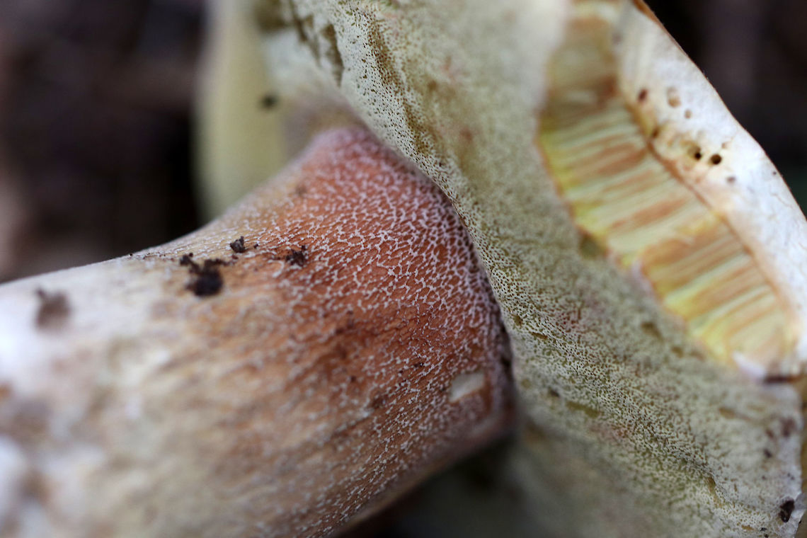 Penny Bun - Boletus cf. edulis This mushroom is classified as Boletus edulis, but whether or not the "true" Boletus edulis occurs in North America is up for debate. So, you could consider this mushroom to be Boletus edulis, Boletus cf. edulis, or in the Boeltus edulis group.<br />
<br />
There was a cluster of 4 of these mushrooms growing near the base of an eastern hemlock tree in a mixed forest. They had light-medium brown, tacky caps that were broadly convex to nearly flat, white to olive yellow pores, a reticulate stem with reddish pin k at the apex, and white flesh. <br />
<br />
<figure class="photo"><a href="https://www.jungledragon.com/image/60952/penny_bun_-_boletus_cf._edulis.html" title="Penny Bun - Boletus cf. edulis"><img src="https://s3.amazonaws.com/media.jungledragon.com/images/3232/60952_thumb.jpg?AWSAccessKeyId=05GMT0V3GWVNE7GGM1R2&Expires=1759968010&Signature=N1jZaKhjnoMh4ROFVaTlb4Co56o%3D" width="116" height="152" alt="Penny Bun - Boletus cf. edulis This mushroom is classified as Boletus edulis, but whether or not the "true" Boletus edulis occurs in North America is up for debate. So, you could consider this mushroom to be Boletus edulis, Boletus cf. edulis, or in the Boletus edulis group.<br />
<br />
There was a cluster of 4 of these mushrooms growing near the base of an eastern hemlock tree in a mixed forest. They had light-medium brown, tacky caps that were broadly convex to nearly flat, white to olive yellow pores, a reticulate stem with reddish pin k at the apex, and white flesh.<br />
<br />
https://www.jungledragon.com/image/60954/penny_bun_-_boletus_cf._edulis.html<br />
https://www.jungledragon.com/image/60953/penny_bun_-_boletus_cf._edulis.html Boletus edulis,Geotagged,Spring,United States,bolete,boletus,boletus cf. edulis,boletus edulis,cep,fungus,mushroom,penny bun,porcini,porcino" /></a></figure><br />
<figure class="photo"><a href="https://www.jungledragon.com/image/60953/penny_bun_-_boletus_cf._edulis.html" title="Penny Bun - Boletus cf. edulis"><img src="https://s3.amazonaws.com/media.jungledragon.com/images/3232/60953_thumb.jpg?AWSAccessKeyId=05GMT0V3GWVNE7GGM1R2&Expires=1759968010&Signature=ewC9PHEgUD3fZxflRl%2BAzYHQA1g%3D" width="200" height="160" alt="Penny Bun - Boletus cf. edulis This mushroom is classified as Boletus edulis, but whether or not the "true" Boletus edulis occurs in North America is up for debate. So, you could consider this mushroom to be Boletus edulis, Boletus cf. edulis, or in the Boeltus edulis group.<br />
<br />
There was a cluster of 4 of these mushrooms growing near the base of an eastern hemlock tree in a mixed forest. They had light-medium brown, tacky caps that were broadly convex to nearly flat, white to olive yellow pores, a reticulate stem with reddish pin k at the apex, and white flesh. <br />
<br />
https://www.jungledragon.com/image/60952/penny_bun_-_boletus_cf._edulis.html<br />
https://www.jungledragon.com/image/60954/penny_bun_-_boletus_cf._edulis.html Boletus cf. edulis,Boletus edulis,Geotagged,Penny Bun,Spring,United States,boletus edulis,boletus edulis group,cep,fungus,mushroom,porcini" /></a></figure> Boletus edulis,Geotagged,Spring,United States,bolete,boletus,boletus cf. edulis,boletus edulis,boletus edulis group,cep,fungus,mushroom,penny bun,porcini