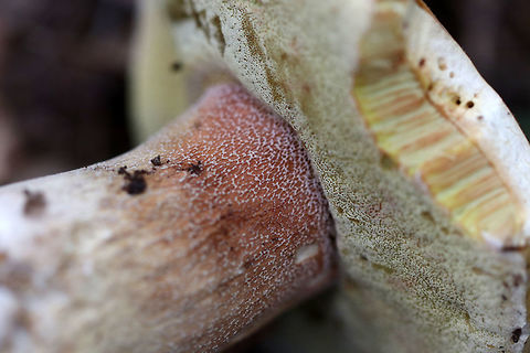 Penny Bun - Boletus cf. edulis This mushroom is classified as Boletus edulis, but whether or not the "true" Boletus edulis occurs in North America is up for debate. So, you could consider this mushroom to be Boletus edulis, Boletus cf. edulis, or in the Boeltus edulis group.

 There was a cluster of 4 of these mushrooms growing near the base of an eastern hemlock tree in a mixed forest. They had light-medium brown, tacky caps that were broadly convex to nearly flat, white to olive yellow pores, a reticulate stem with reddish pin k at the apex, and white flesh. 

https://www.jungledragon.com/image/60952/penny_bun_-_boletus_cf._edulis.html
https://www.jungledragon.com/image/60953/penny_bun_-_boletus_cf._edulis.html Boletus edulis,Geotagged,Spring,United States,bolete,boletus,boletus cf. edulis,boletus edulis,boletus edulis group,cep,fungus,mushroom,penny bun,porcini