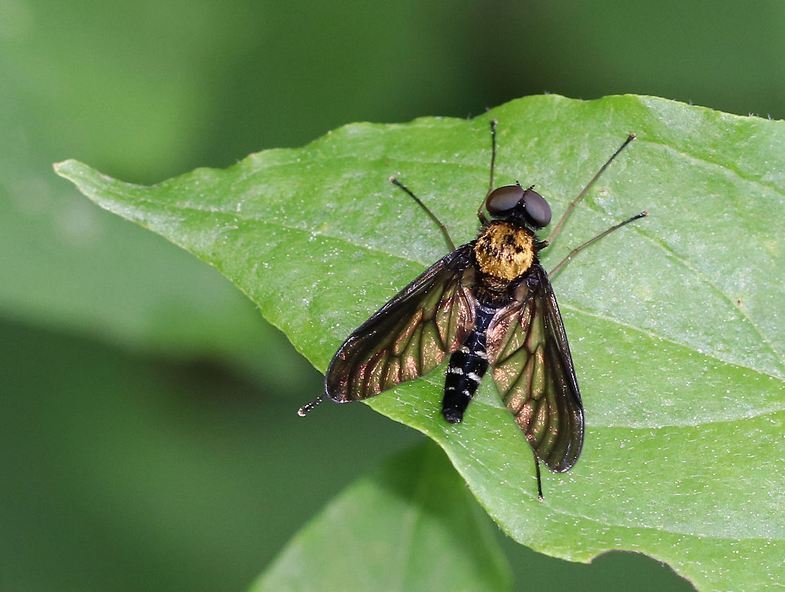 Golden-backed Snipe Fly - Chrysopilus thoracicus This fly has a very distinctive patch of golden hair on its thorax. It was about 15 mm long, had dark, smoky wings, black legs, and two yellowish spots on each abdominal segment.<br />
<br />
Spotted resting on vegetation on the edge of a meadow. Chrysopilus,Chrysopilus thoracicus,Geotagged,Golden-backed Snipe Fly,Spring,United States,fly,snipe fly