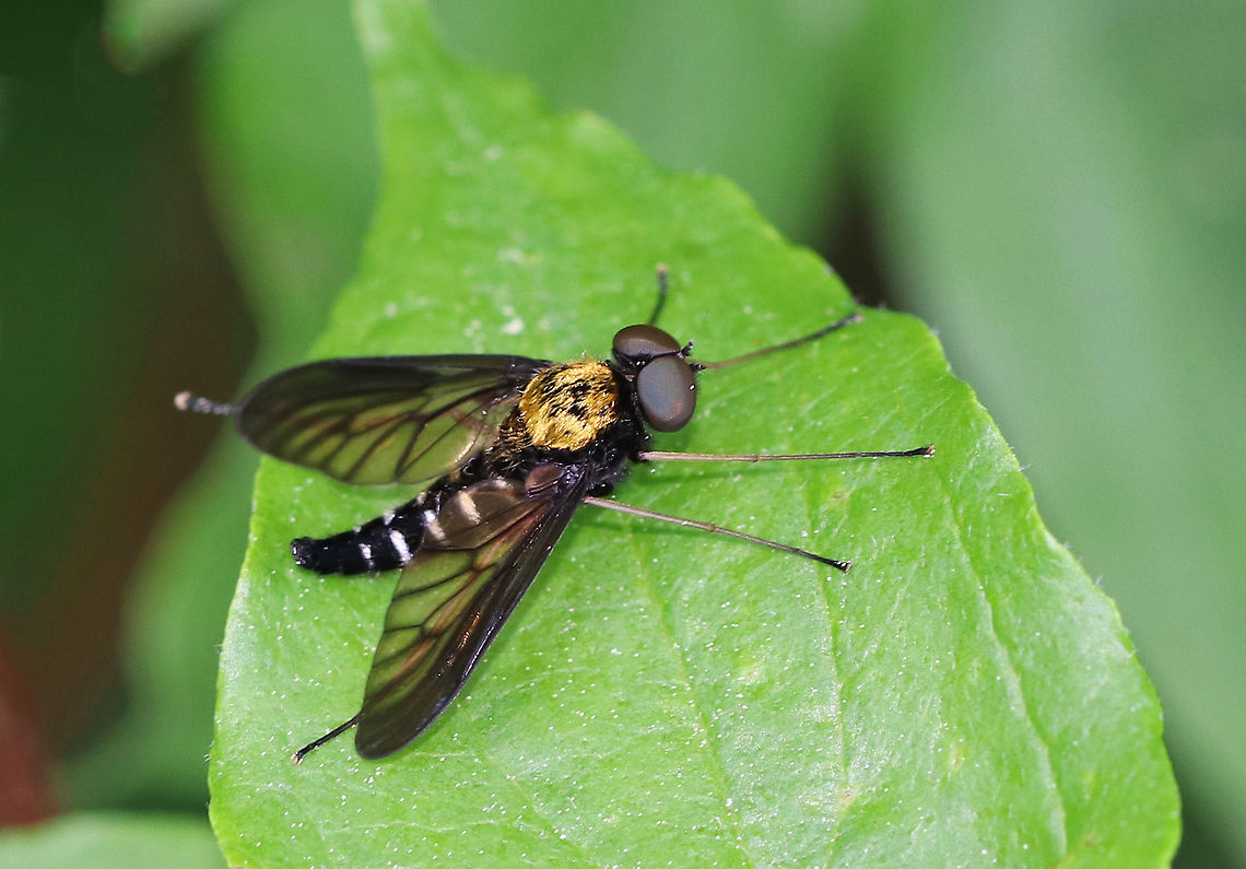 Golden-backed Snipe Fly - Chrysopilus thoracicus This fly has a very distinctive patch of golden hair on its thorax. It was about 15 mm long, had dark, smoky wings, black legs, and two yellowish spots on each abdominal segment.<br />
<br />
Spotted resting on vegetation on the edge of a meadow. Chrysopilus,Chrysopilus thoracicus,Geotagged,Golden-backed Snipe Fly,Spring,United States,fly,snipe fly