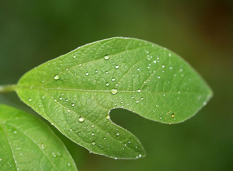 Sassafras - Sassafras albidum A deciduous tree that grows up to 20 m tall. The leaves are alternate, green, and come in three shapes, all of which can be on the same branch. The possible shapes are: three-lobed leaves, un-lobed elliptical leaves, and two-lobed leaves.  

The tree I spotted was almost 1 m tall, and had all three leaf shape varieties. The leaf pictured had 2 lobes and resembled a mitten.
https://www.jungledragon.com/image/60959/sassafras_-_sassafras_albidum.html Geotagged,Sassafras,Sassafras albidum,Spring,United States,common sassafras,red sassafras,sassafras albidum,silky sassafras,white sassafras