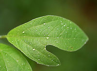 Sassafras - Sassafras albidum A deciduous tree that grows up to 20 m tall. The leaves are alternate, green, and come in three shapes, all of which can be on the same branch. The possible shapes are: three-lobed leaves, un-lobed elliptical leaves, and two-lobed leaves. <br />
<br />
The tree I spotted was almost 1 m tall, and had all three leaf shape varieties. The leaf pictured had 2 lobes and resembled a mitten.<br />
https://www.jungledragon.com/image/60959/sassafras_-_sassafras_albidum.html Geotagged,Sassafras,Sassafras albidum,Spring,United States,common sassafras,red sassafras,sassafras albidum,silky sassafras,white sassafras