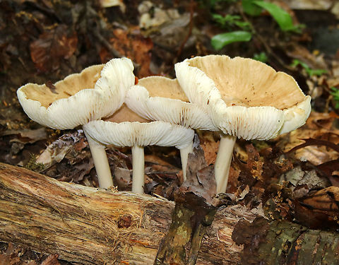 Platterful Mushrooms - Megacollybia rodmanii Large mushrooms with 7-9 cm caps that were tan in color. They had white stems and notched, white gills.

I spotted at least a dozen of these mushrooms growing on rotting wood throughout a swampy, deciduous forest. Geotagged,Megacollybia,Megacollybia rodmani,Megacollybia rodmanii,Platterful Mushroom,Spring,United States,fungi,fungus,mushrooms,platterful mushrooms