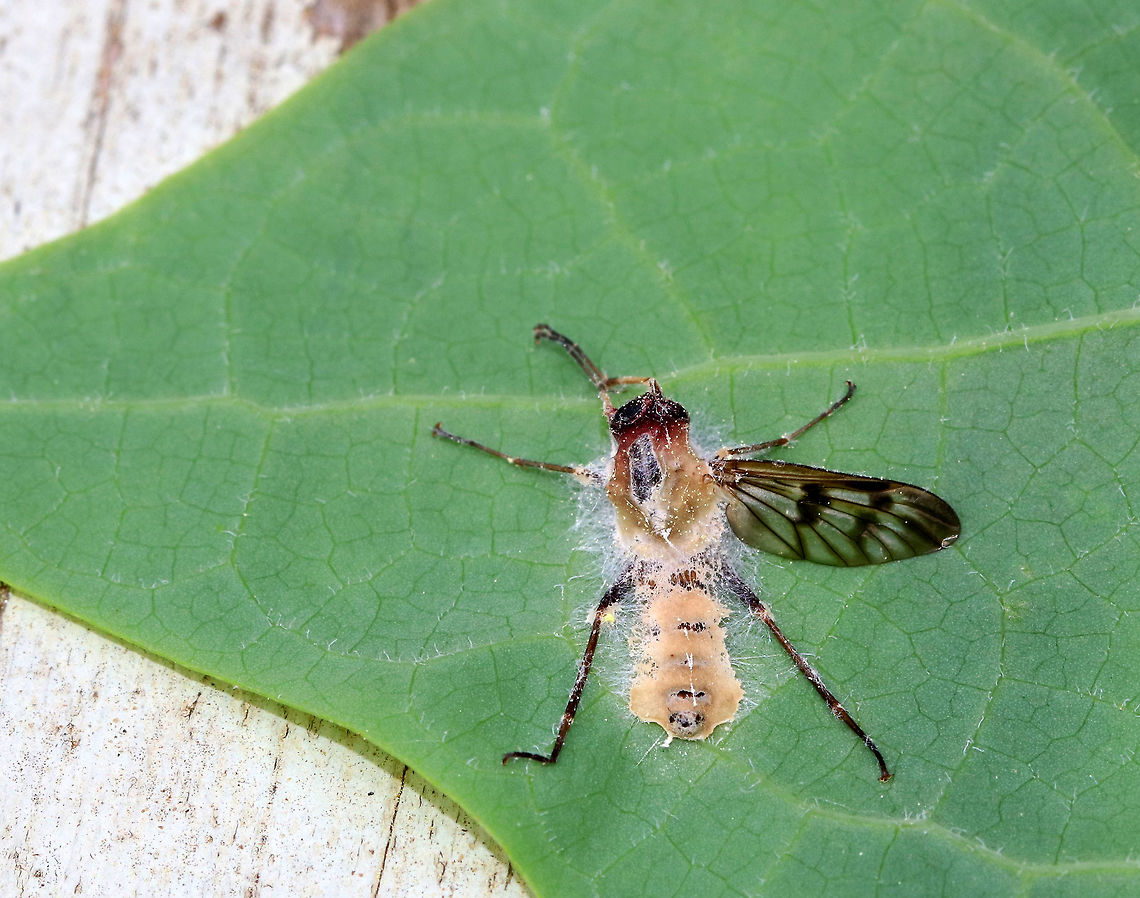 Furia ithacensis - Pathogenic Fungus on Snipe Fly (Rhagio sp.) Furia ithacensis is a species of pathogenic fungus that causes a fatal disease in flies, specifically snipe flies. <br />
<br />
The infection process is quite interesting. Once infected, the fly becomes zombie-like as it is now behaviorally reprogrammed by its fungal parasite! The infected fly makes its final journey to some vegetation - usually the underside of a leaf and often during the evening hours. By morning, the fly will already have been dead for hours. Its fungus-ridden cadaver will be perched on the leaf with its wings spread as though ready to take flight. Its dead body is bound to the leaf by hundreds of hyphae. The hyphae are specialized so that they grab the leaf with a serious sucker-like holdfast. At this point, the cadaver attracts new fly victims, especially lovesick males that are prompted by their odd sexual attraction to these fungus-infested, macabre, zombie flies. During the night, the fungus had been busy producing and expelling spores. These spores showered the environment surrounding the fly cadaver like fungal bullets of death. So, as curious flies and lovelorn males inspect the cadaver, they pick up the fungal spores, and the infection cycle starts again.<br />
<br />
I spotted this snipe fly (Rhagio sp.) "glued" to a leaf in a mixed forest.<br />
<br />
<figure class="photo"><a href="https://www.jungledragon.com/image/60993/furia_ithacensis_-_pathogenic_fungus_on_snipe_fly_rhagio_sp.html" title="Furia ithacensis - Pathogenic Fungus on Snipe Fly (Rhagio sp.)"><img src="https://s3.amazonaws.com/media.jungledragon.com/images/3232/60993_thumb.jpg?AWSAccessKeyId=05GMT0V3GWVNE7GGM1R2&Expires=1759968010&Signature=JhBeJ%2BuOb9NYavC2EhF5lW5Me9o%3D" width="200" height="162" alt="Furia ithacensis - Pathogenic Fungus on Snipe Fly (Rhagio sp.) Furia ithacensis is a species of pathogenic fungus that causes a fatal disease in flies, specifically snipe flies. <br />
<br />
The infection process is quite interesting. Once infected, the fly becomes zombie-like as it is now behaviorally reprogrammed by its fungal parasite! The infected fly makes its final journey to some vegetation - usually the underside of a leaf and often during the evening hours. By morning, the fly will already have been dead for hours. Its fungus-ridden cadaver will be perched on the leaf with its wings spread as though ready to take flight. Its dead body is bound to the leaf by hundreds of hyphae. The hyphae are specialized so that they grab the leaf with a serious sucker-like holdfast. At this point, the cadaver attracts new fly victims, especially lovesick males that are prompted by their odd sexual attraction to these fungus-infested, macabre, zombie flies. During the night, the fungus had been busy producing and expelling spores. These spores showered the environment surrounding the fly cadaver like fungal bullets of death. So, as curious flies and lovelorn males inspect the cadaver, they pick up the fungal spores, and the infection cycle starts again.<br />
<br />
I spotted this snipe fly (Rhagio sp.) "glued" to a leaf in a mixed forest<br />
https://www.jungledragon.com/image/60992/entomophthora_muscae_-_pathogenic_fungus_on_snipe_fly_rhagio_sp.html Furia,Furia ithacensis,Geotagged,Spring,United States,entomopathogen,fly,fly infected with fungus,fungal epizootic,fungi,fungus,pathogenic fungus,rhagio,snipe fly,snipe fly fungus,zombie fly" /></a></figure> Furia,Furia ithacensis,Geotagged,Spring,United States,entomopathogen,fly,fly infected with fungus,fungal epizootic,fungi,fungus,pathogenic fungus,rhagio,snipe fly,snipe fly fungus,zombie fly