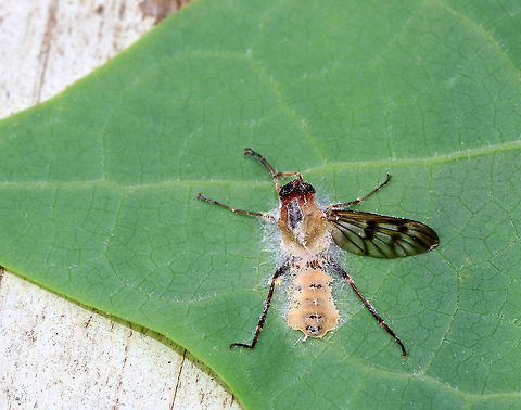 Furia ithacensis - Pathogenic Fungus on Snipe Fly (Rhagio sp.) Furia ithacensis is a species of pathogenic fungus that causes a fatal disease in flies, specifically snipe flies.  

The infection process is quite interesting.  Once infected, the fly becomes zombie-like as it is now behaviorally reprogrammed by its fungal parasite! The infected fly makes its final journey to some vegetation - usually the underside of a leaf and often during the evening hours. By morning, the fly will already have been dead for hours. Its fungus-ridden cadaver will be perched on the leaf with its wings spread as though ready to take flight. Its dead body is bound to the leaf by hundreds of hyphae. The hyphae are specialized so that they grab the leaf with a serious sucker-like holdfast.  At this point, the cadaver attracts new fly victims, especially lovesick males that are prompted by their odd sexual attraction to these fungus-infested, macabre, zombie flies. During the night, the fungus had been busy producing and expelling spores. These spores showered the environment surrounding the fly cadaver like fungal bullets of death.  So, as curious flies and lovelorn males inspect the cadaver, they pick up the fungal spores, and the infection cycle starts again.

I spotted this snipe fly (Rhagio sp.) "glued" to a leaf in a mixed forest.

https://www.jungledragon.com/image/60993/entomophthora_muscae_-_pathogenic_fungus_on_snipe_fly_rhagio_sp.html Furia,Furia ithacensis,Geotagged,Spring,United States,entomopathogen,fly,fly infected with fungus,fungal epizootic,fungi,fungus,pathogenic fungus,rhagio,snipe fly,snipe fly fungus,zombie fly