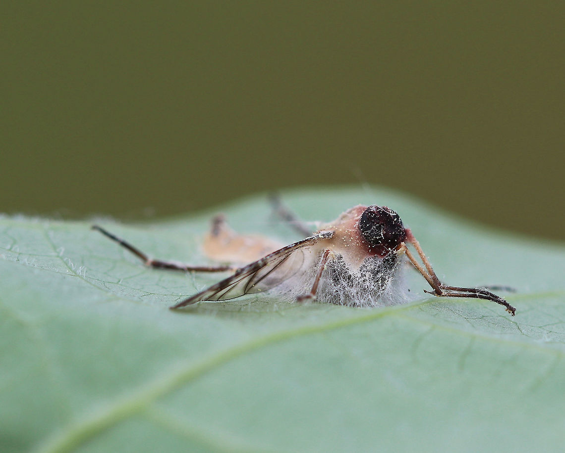 Furia ithacensis - Pathogenic Fungus on Snipe Fly (Rhagio sp.) Furia ithacensis is a species of pathogenic fungus that causes a fatal disease in flies, specifically snipe flies. <br />
<br />
 The infection process is quite interesting. Once infected, the fly becomes zombie-like as it is now behaviorally reprogrammed by its fungal parasite! The infected fly makes its final journey to some vegetation - usually the underside of a leaf and often during the evening hours. By morning, the fly will already have been dead for hours. Its fungus-ridden cadaver will be perched on the leaf with its wings spread as though ready to take flight. Its dead body is bound to the leaf by hundreds of hyphae. The hyphae are specialized so that they grab the leaf with a serious sucker-like holdfast. At this point, the cadaver attracts new fly victims, especially lovesick males that are prompted by their odd sexual attraction to these fungus-infested, macabre, zombie flies. During the night, the fungus had been busy producing and expelling spores. These spores showered the environment surrounding the fly cadaver like fungal bullets of death. So, as curious flies and lovelorn males inspect the cadaver, they pick up the fungal spores, and the infection cycle starts again.<br />
<br />
 I spotted this snipe fly (Rhagio sp.) &quot;glued&quot; to a leaf in a mixed forest<br />
<figure class="photo"><a href="https://www.jungledragon.com/image/60992/furia_ithacensis_-_pathogenic_fungus_on_snipe_fly_rhagio_sp.html" title="Furia ithacensis - Pathogenic Fungus on Snipe Fly (Rhagio sp.)"><img src="https://s3.amazonaws.com/media.jungledragon.com/images/3232/60992_thumb.jpg?AWSAccessKeyId=05GMT0V3GWVNE7GGM1R2&Expires=1761782410&Signature=Gk%2BCFAfs2KSSJKAI7FpW9MwcrFA%3D" width="200" height="158" alt="Furia ithacensis - Pathogenic Fungus on Snipe Fly (Rhagio sp.) Furia ithacensis is a species of pathogenic fungus that causes a fatal disease in flies, specifically snipe flies.  <br />
<br />
The infection process is quite interesting.  Once infected, the fly becomes zombie-like as it is now behaviorally reprogrammed by its fungal parasite! The infected fly makes its final journey to some vegetation - usually the underside of a leaf and often during the evening hours. By morning, the fly will already have been dead for hours. Its fungus-ridden cadaver will be perched on the leaf with its wings spread as though ready to take flight. Its dead body is bound to the leaf by hundreds of hyphae. The hyphae are specialized so that they grab the leaf with a serious sucker-like holdfast.  At this point, the cadaver attracts new fly victims, especially lovesick males that are prompted by their odd sexual attraction to these fungus-infested, macabre, zombie flies. During the night, the fungus had been busy producing and expelling spores. These spores showered the environment surrounding the fly cadaver like fungal bullets of death.  So, as curious flies and lovelorn males inspect the cadaver, they pick up the fungal spores, and the infection cycle starts again.<br />
<br />
I spotted this snipe fly (Rhagio sp.) &quot;glued&quot; to a leaf in a mixed forest.<br />
<br />
https://www.jungledragon.com/image/60993/entomophthora_muscae_-_pathogenic_fungus_on_snipe_fly_rhagio_sp.html Furia,Furia ithacensis,Geotagged,Spring,United States,entomopathogen,fly,fly infected with fungus,fungal epizootic,fungi,fungus,pathogenic fungus,rhagio,snipe fly,snipe fly fungus,zombie fly" /></a></figure> Furia,Furia ithacensis,Geotagged,Spring,United States,entomopathogen,fly,fly infected with fungus,fungal epizootic,fungi,fungus,pathogenic fungus,rhagio,snipe fly,snipe fly fungus,zombie fly