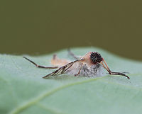 Furia ithacensis - Pathogenic Fungus on Snipe Fly (Rhagio sp.) Furia ithacensis is a species of pathogenic fungus that causes a fatal disease in flies, specifically snipe flies. <br />
<br />
 The infection process is quite interesting. Once infected, the fly becomes zombie-like as it is now behaviorally reprogrammed by its fungal parasite! The infected fly makes its final journey to some vegetation - usually the underside of a leaf and often during the evening hours. By morning, the fly will already have been dead for hours. Its fungus-ridden cadaver will be perched on the leaf with its wings spread as though ready to take flight. Its dead body is bound to the leaf by hundreds of hyphae. The hyphae are specialized so that they grab the leaf with a serious sucker-like holdfast. At this point, the cadaver attracts new fly victims, especially lovesick males that are prompted by their odd sexual attraction to these fungus-infested, macabre, zombie flies. During the night, the fungus had been busy producing and expelling spores. These spores showered the environment surrounding the fly cadaver like fungal bullets of death. So, as curious flies and lovelorn males inspect the cadaver, they pick up the fungal spores, and the infection cycle starts again.<br />
<br />
 I spotted this snipe fly (Rhagio sp.) "glued" to a leaf in a mixed forest<br />
https://www.jungledragon.com/image/60992/entomophthora_muscae_-_pathogenic_fungus_on_snipe_fly_rhagio_sp.html Furia,Furia ithacensis,Geotagged,Spring,United States,entomopathogen,fly,fly infected with fungus,fungal epizootic,fungi,fungus,pathogenic fungus,rhagio,snipe fly,snipe fly fungus,zombie fly